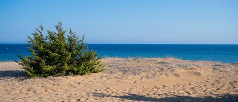 A sandy beach with a small green bush and a clear blue sky.