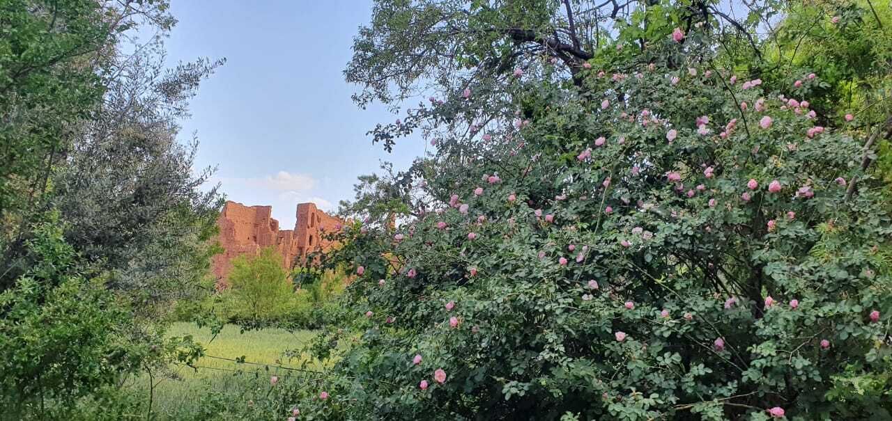 Ein Garten mit blühenden Rosen und einem roten Backsteinhaus im Hintergrund.