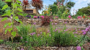 A garden with a variety of flowers and plants, a stone wall, and a building in the background. - Heritage on Liebig - Perch at the top of town (Warrnambool)