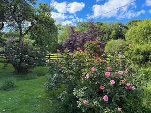 Un jardin où s’épanouissent des roses roses, une clôture en bois et de grands arbres verdoyants, le tout sous un ciel dégag é.