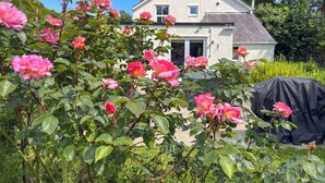 A house with a garden full of pink roses. - 3 bedroom accommodation in Colwyn Bay (Colwyn Bay)