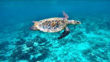 On the beach, white sand