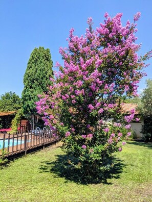 A garden with a pool, a wooden deck, and a tree with pink flowers. - La Girolle - SANGUINET (SANGUINET)