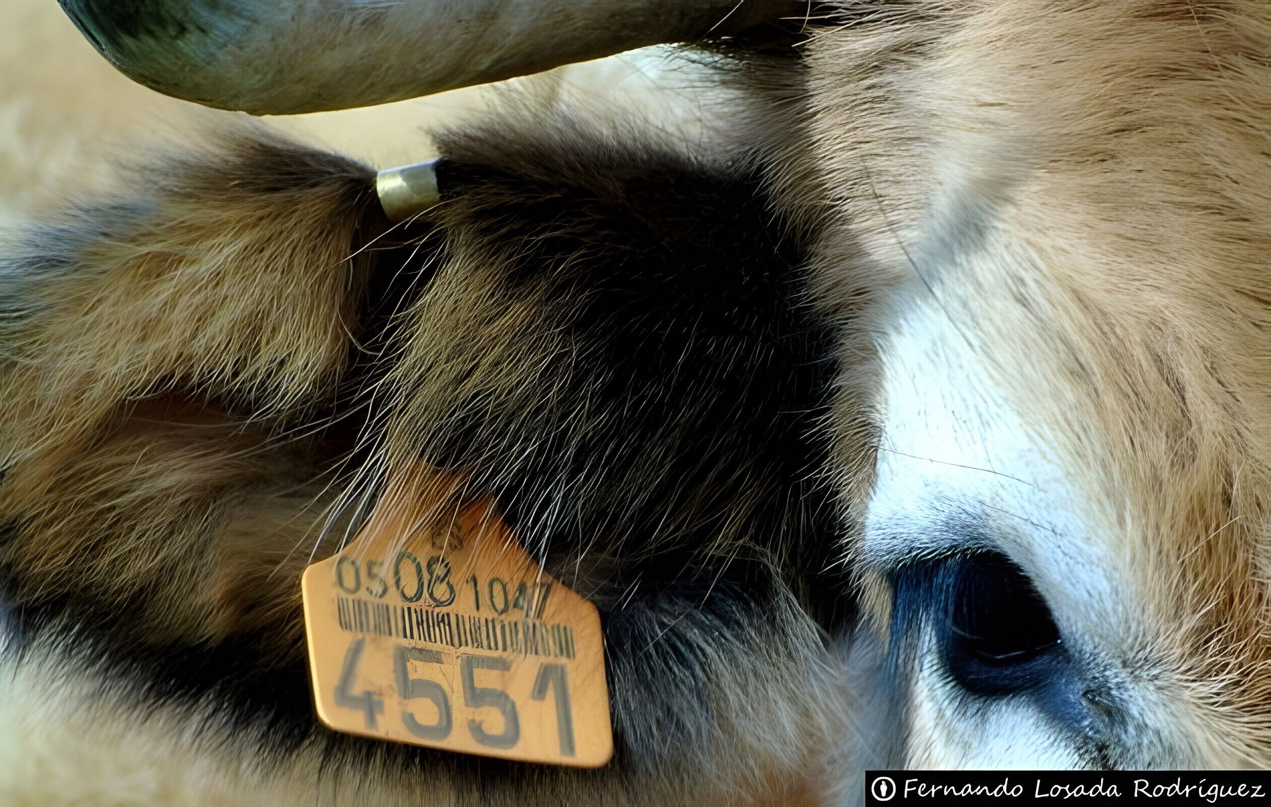 A close-up of a cow's ear with a tag.