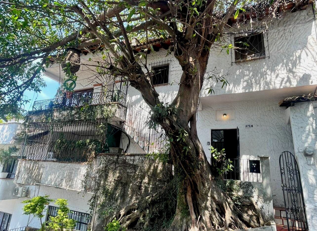 A tree with extensive roots growing through a building's facade, balconies with metal railings, and a door labeled "475 B".