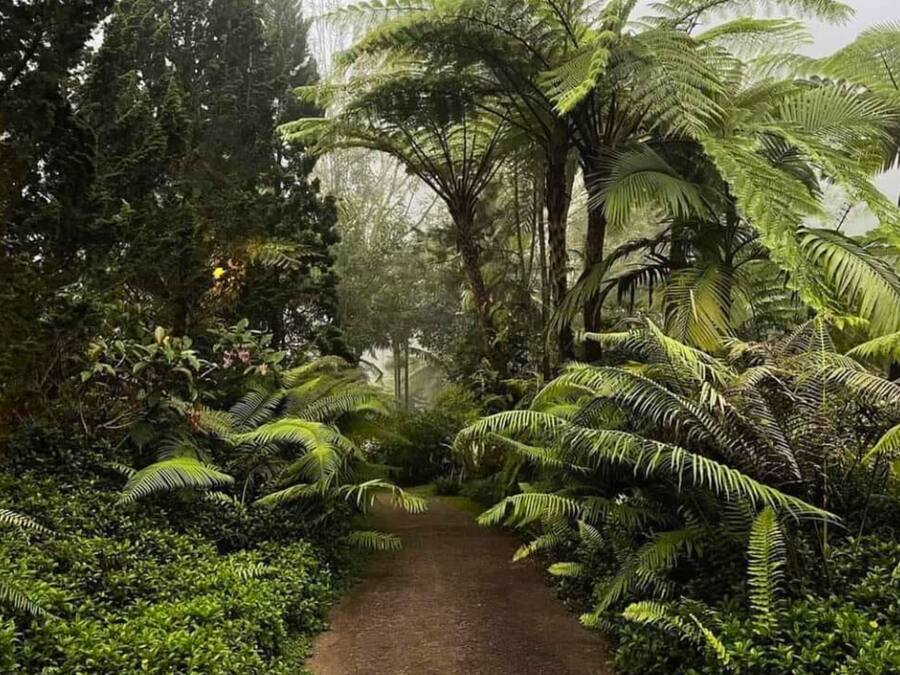 A forest path surrounded by dense ferns and trees.