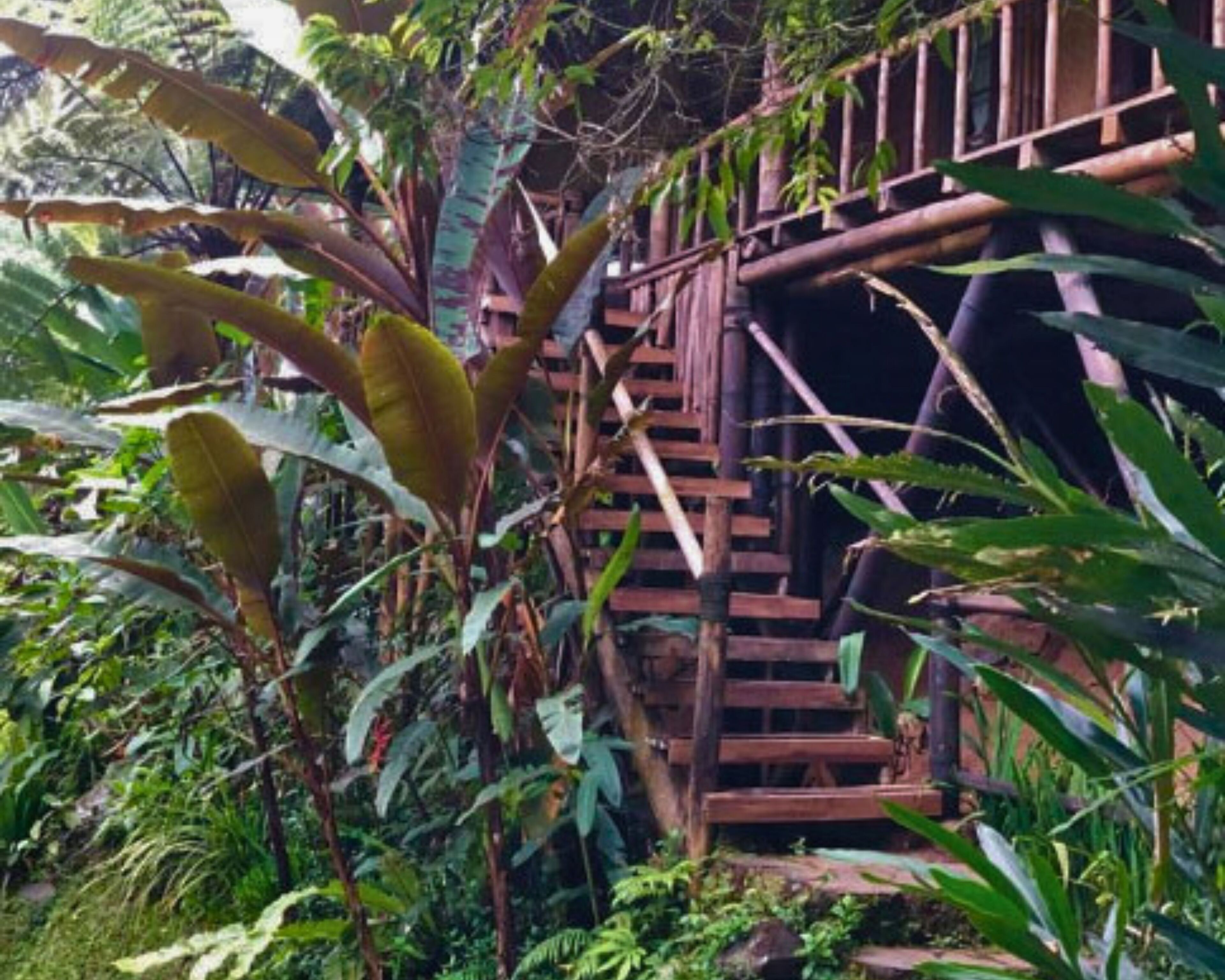 Una escalera de madera rodeada de exuberante follaje tropical.