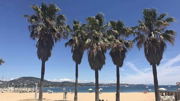 Une plage bordée de palmiers, un rivage sablonneux et un ciel bleu azur.