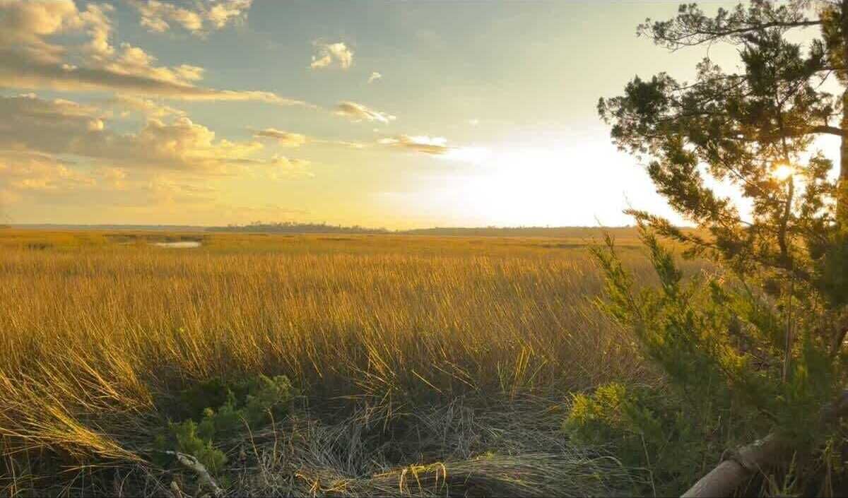 A field with tall grasses and a tree in the foreground.
