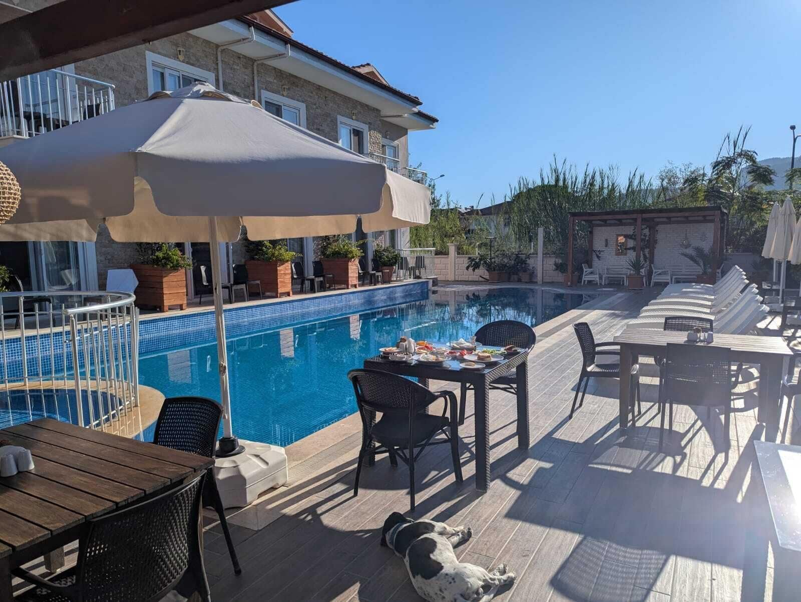 A poolside area with a pool, outdoor seating, and a dog.