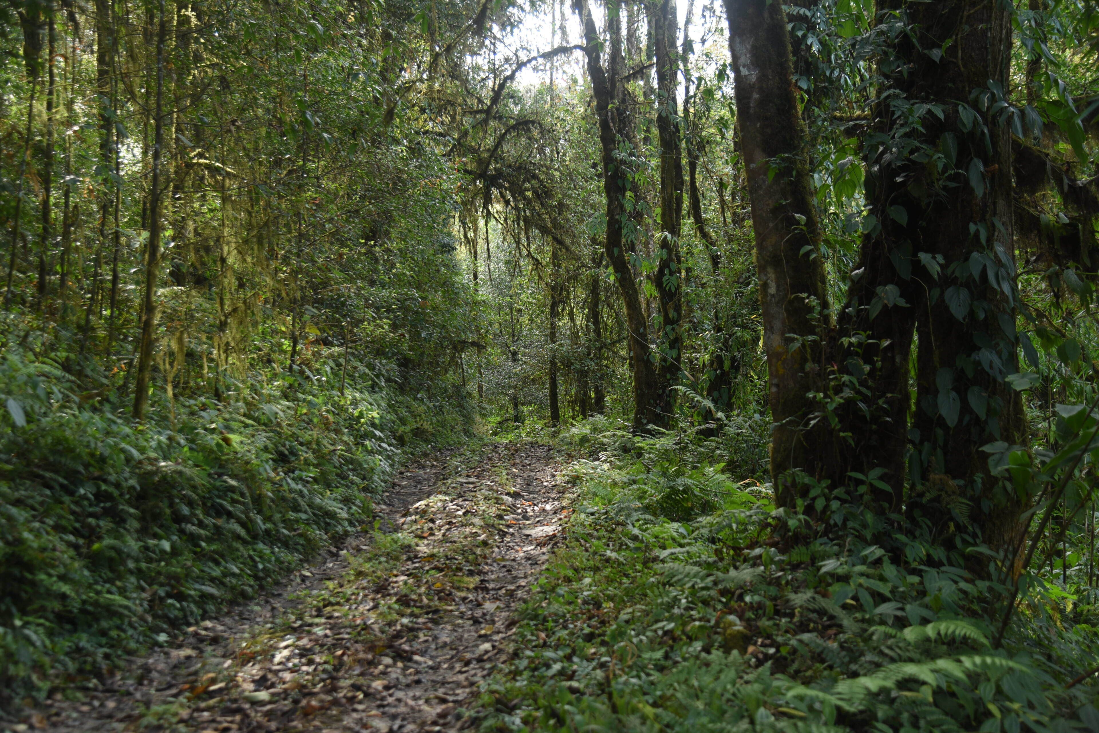 Un sendero en un bosque rodeado de abundante follaje y árboles.