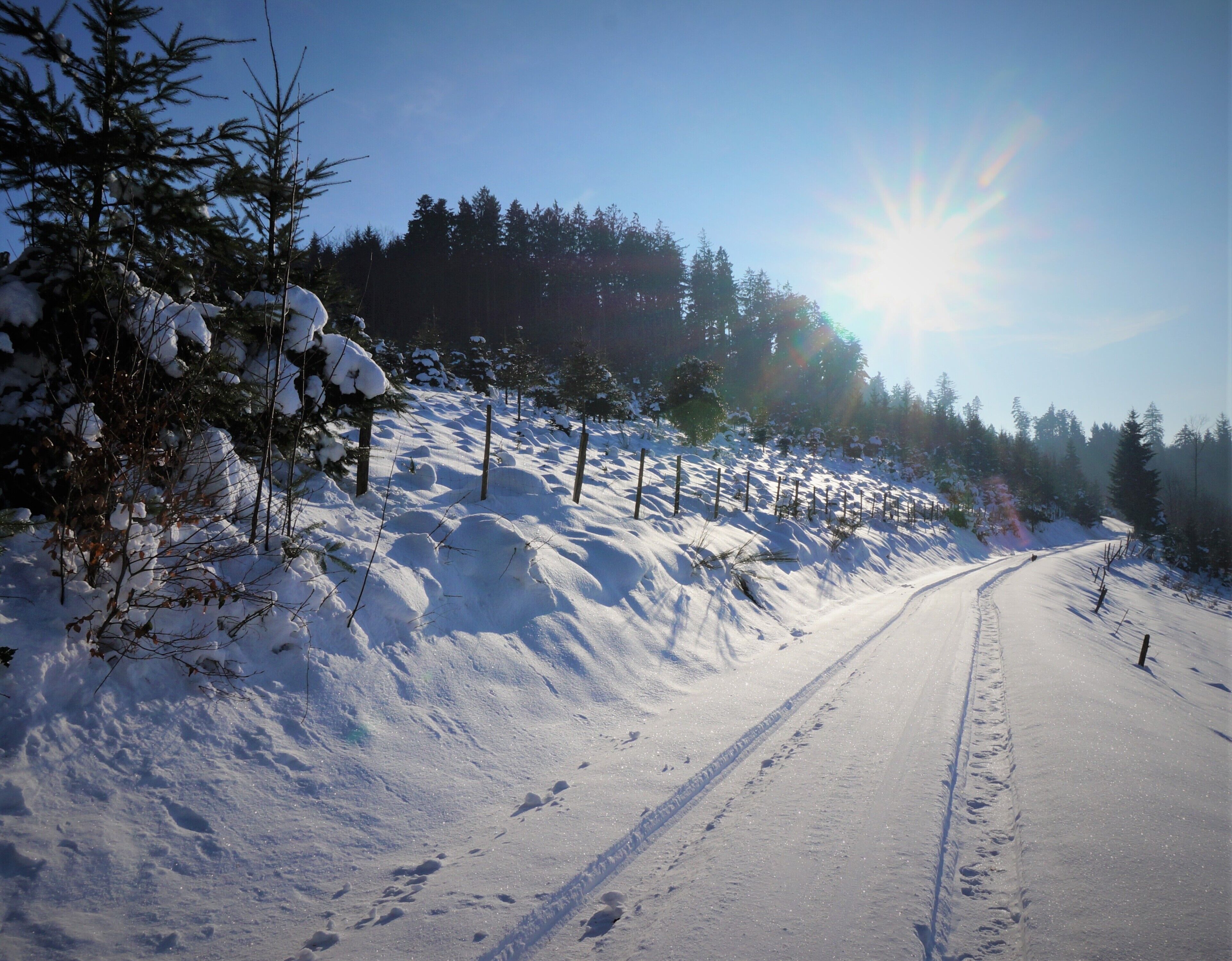 A snow-covered road with tire tracks, surrounded by trees and a fence.