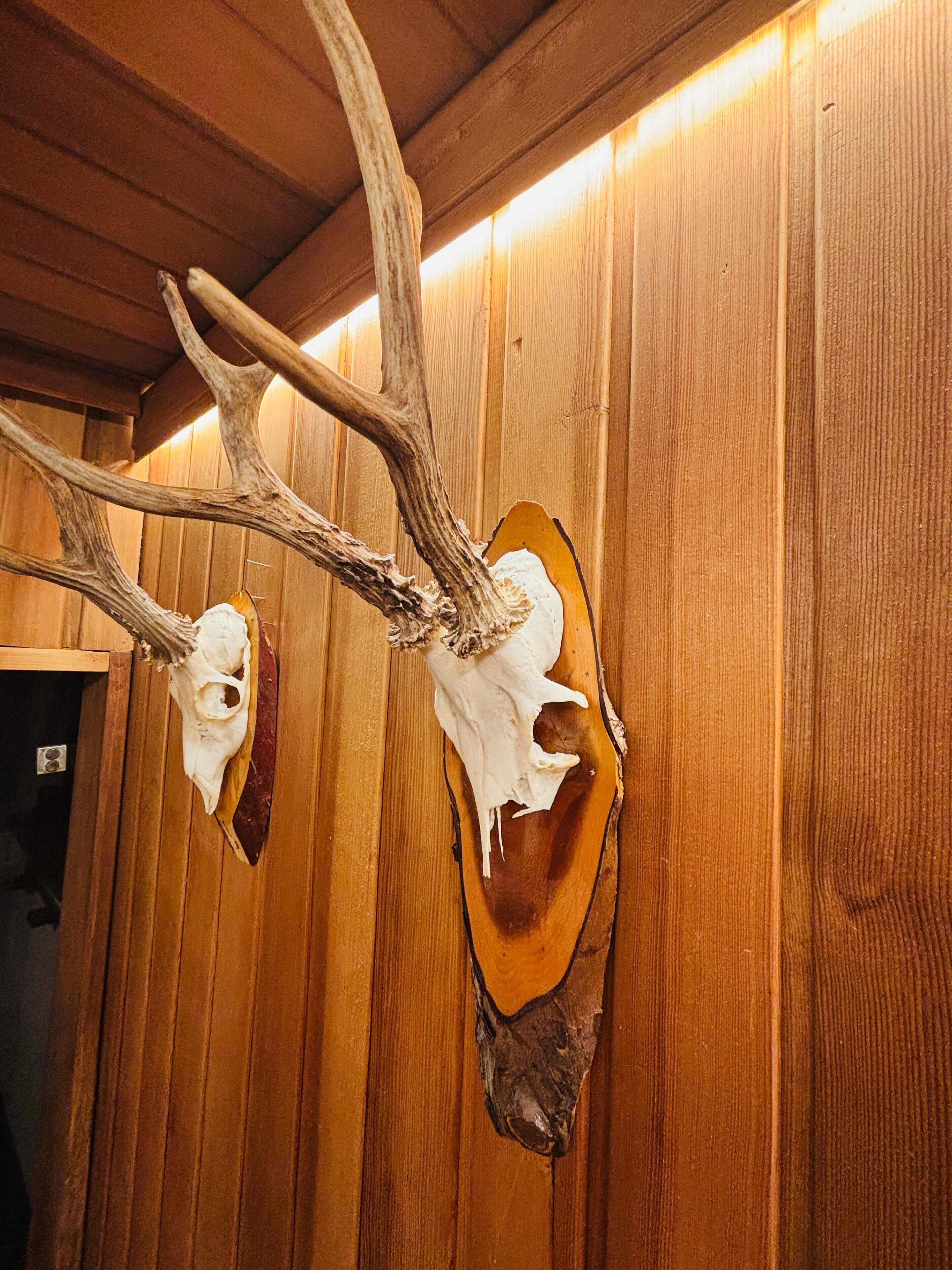 Een houten wand met twee opgehangen dierenhoofden.