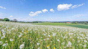 A field of dandelions under a clear blue sky. - Apartment 'Stark bis 4 Personen' with Wi-Fi (Scheßlitz)