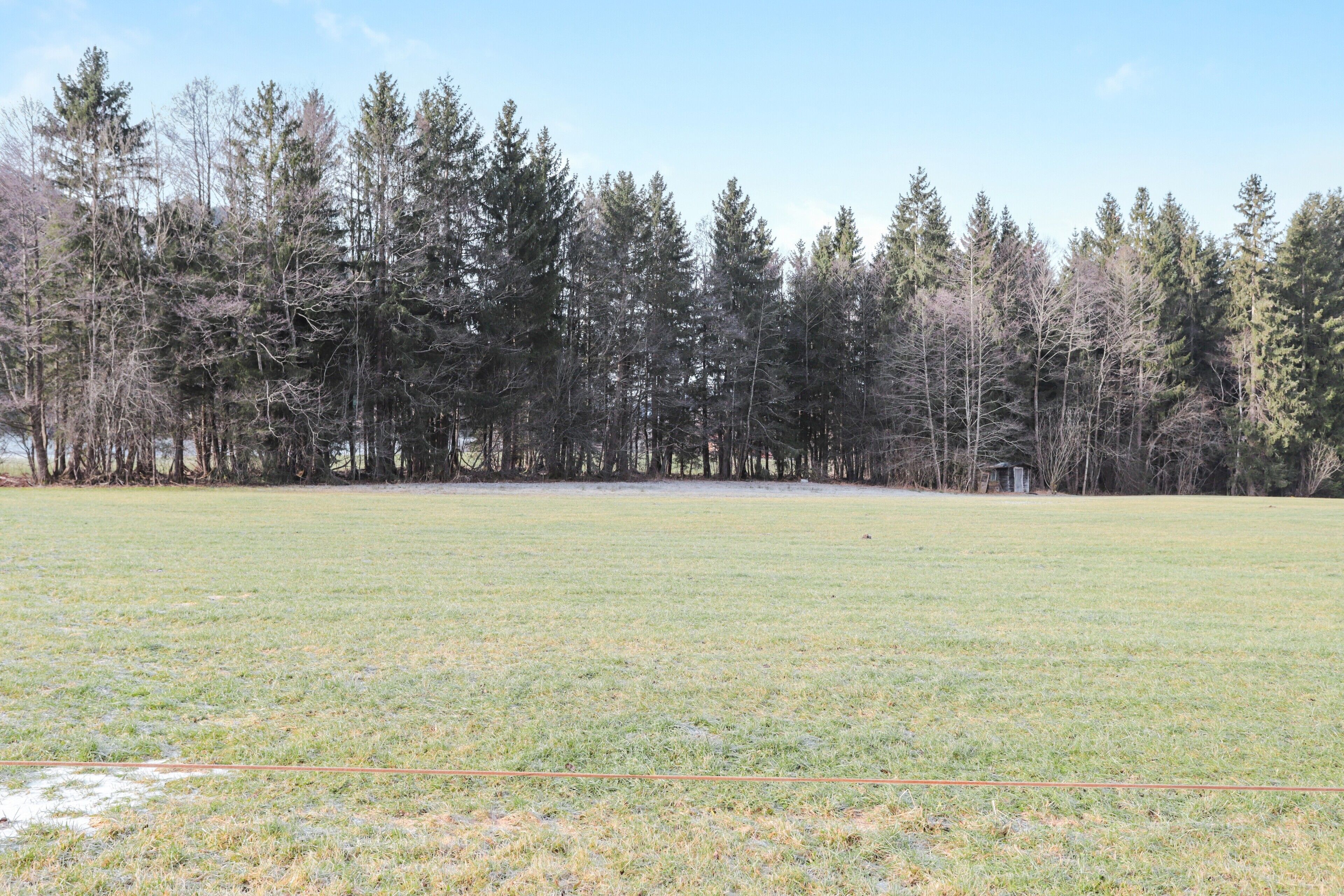 Een grasveld met een rij bomen in de verte.
