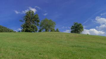 Une colline verdoyante, parsemée d’arbres, sous un ciel bleu et dégagé.