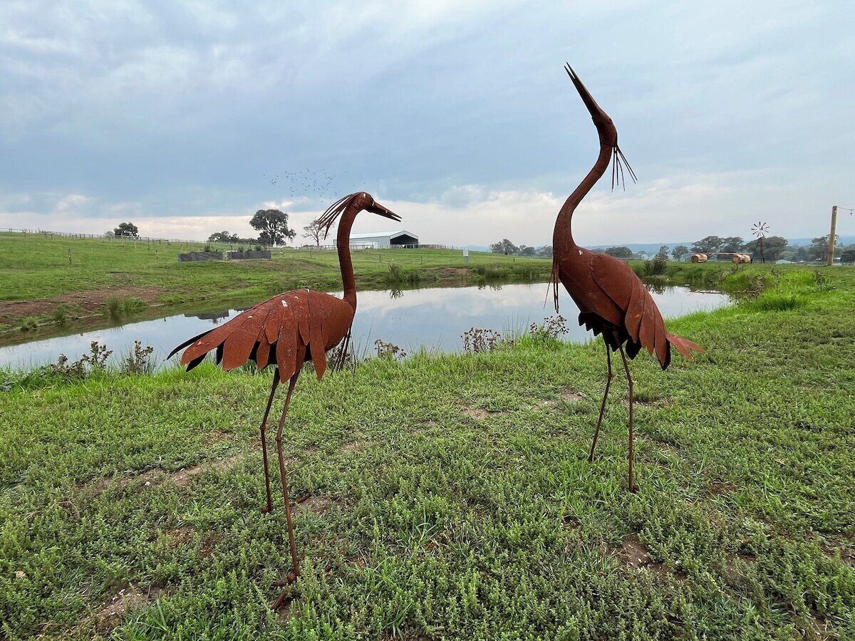 Two large birds standing in a grassy field with a body of water and a windmill in the background.