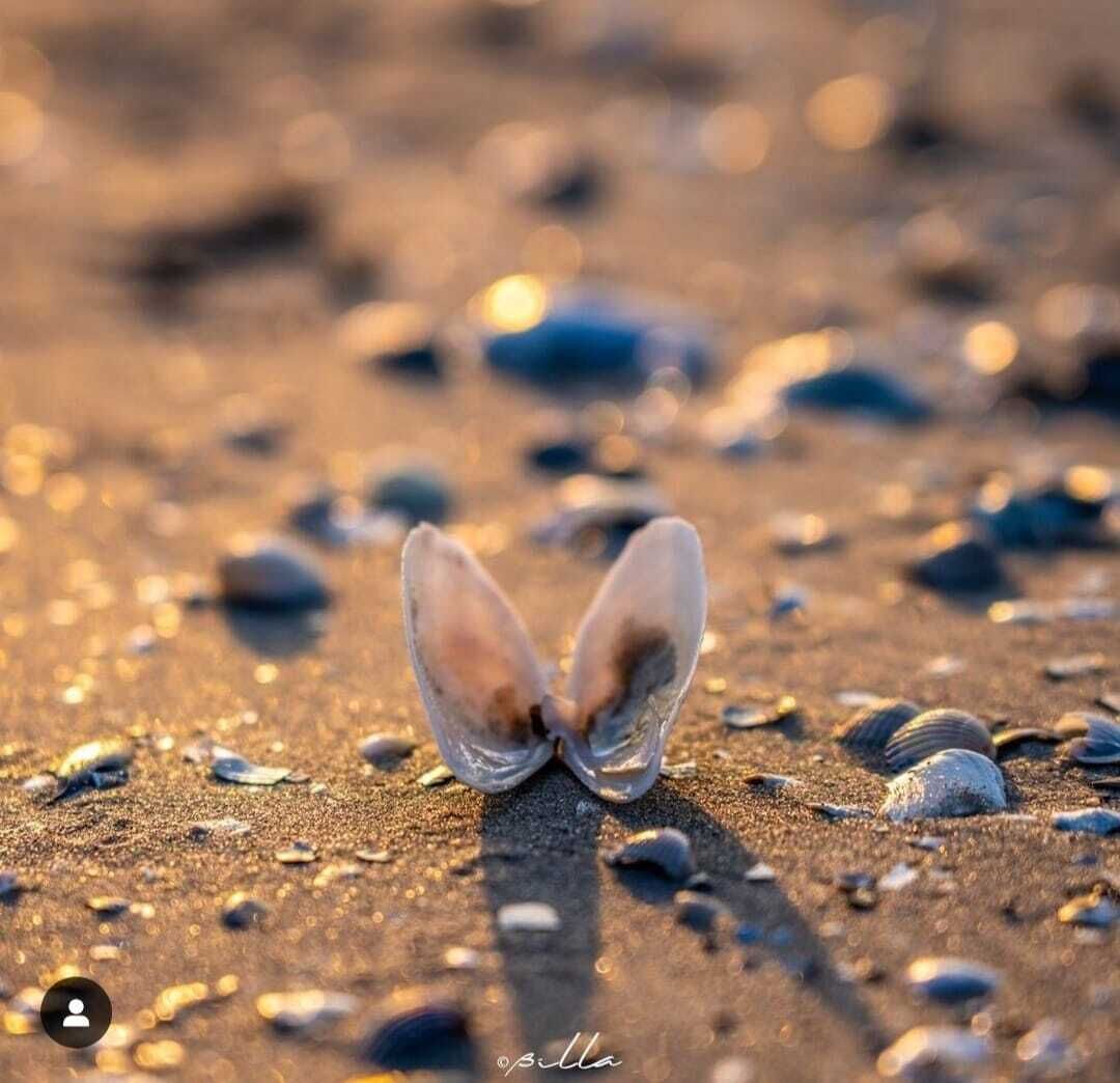 Une scène de plage avec des coquillages et une coquille de palourde.