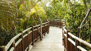 Une promenade en bois bordée d’une végétation luxuriante.