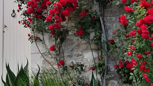 A stone wall with red roses climbing over it, a white door, and various green plants. - Cosy Duplex Apartment - Ardèche Riverside with Private Terrace, Balcony & Wi-Fi (Lanas)