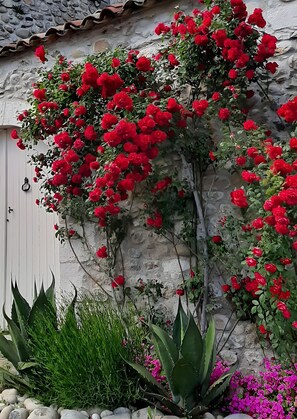 A stone wall with red roses climbing over it, a white door, and various green plants.
