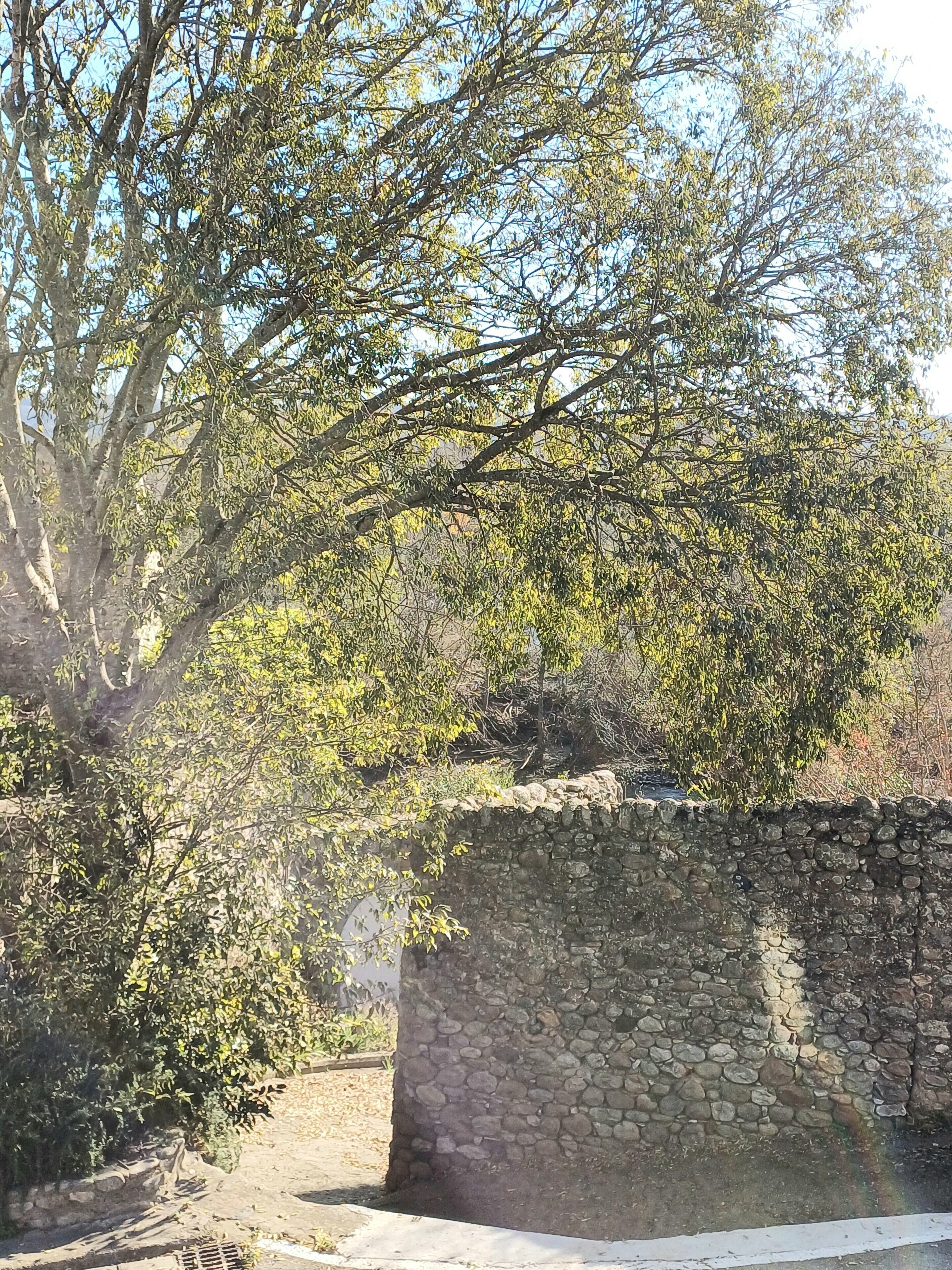 Un mur de pierre avec des arbres en arrière-plan.