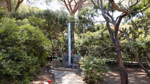 Un sendero de piedra que atraviesa un jardín con diversas plantas y una escultura de metal.