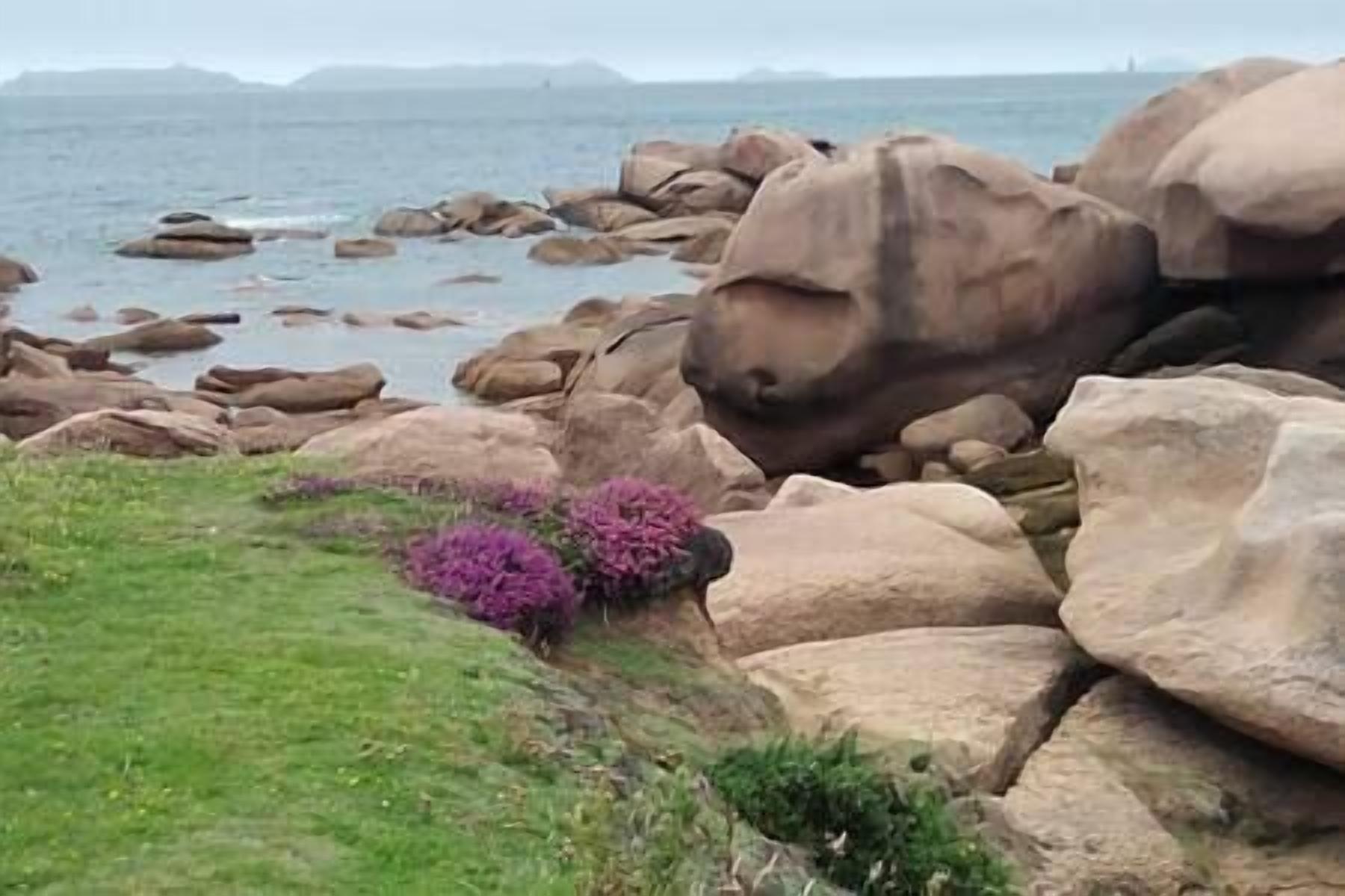 Eine felsige Küstenlandschaft mit großen Felsen und einer grünen Fläche mit violetten Blumen.