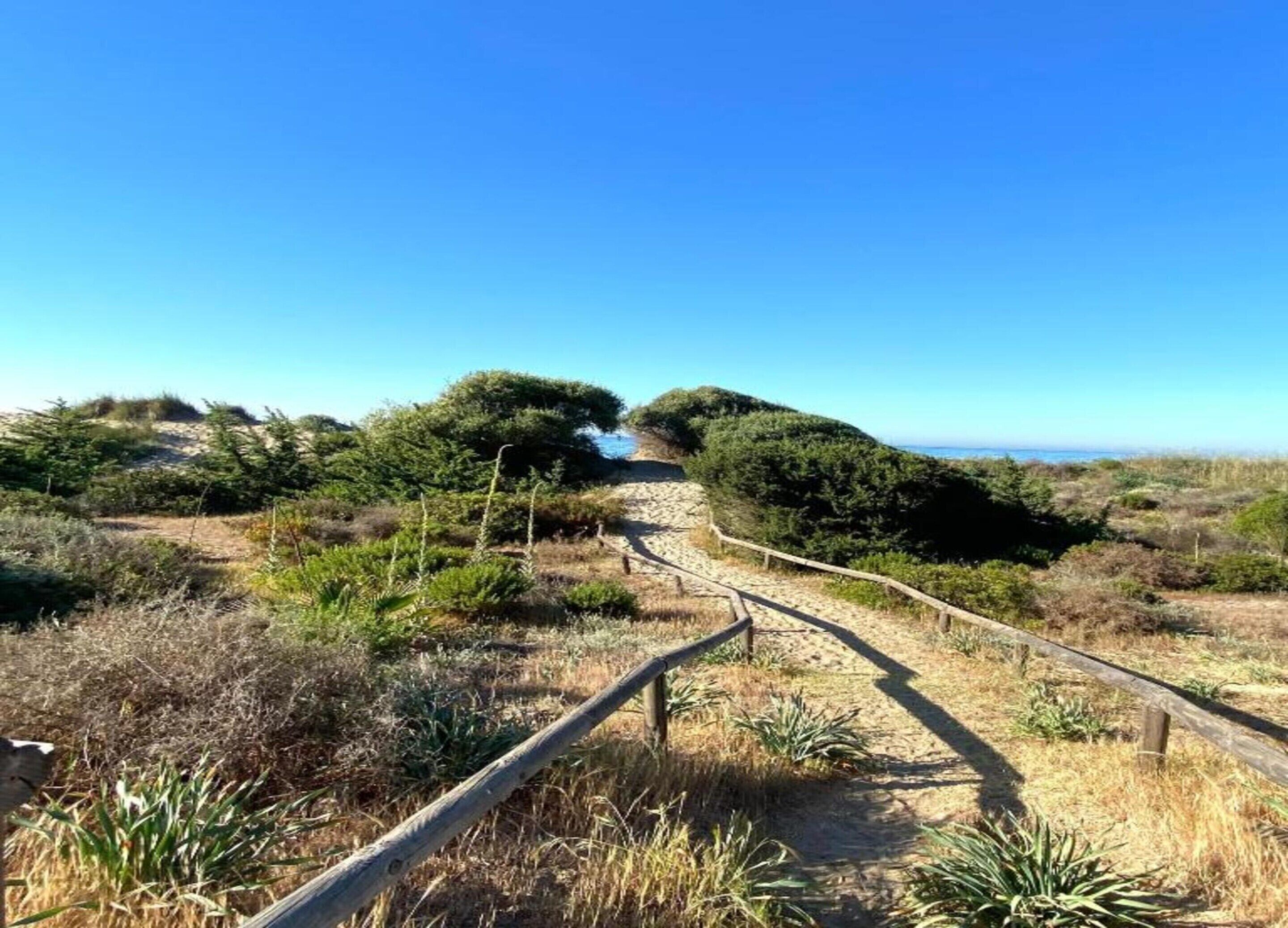 Un sentiero sabbioso che conduce a una spiaggia con fitta vegetazione e cielo azzurro limpido.