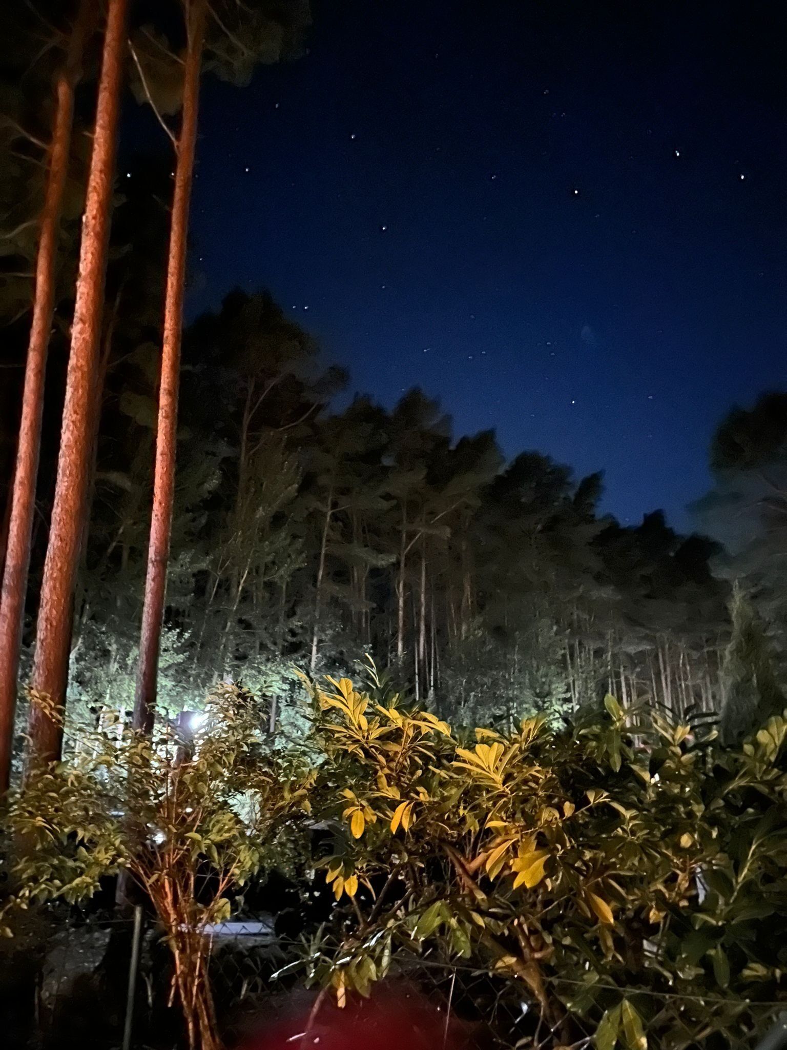 A night scene with a clear sky, tall trees, and dense foliage.