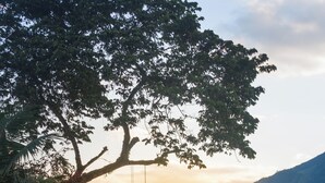 Un jardín exuberante con una hamaca, una casa y montañas al fondo.