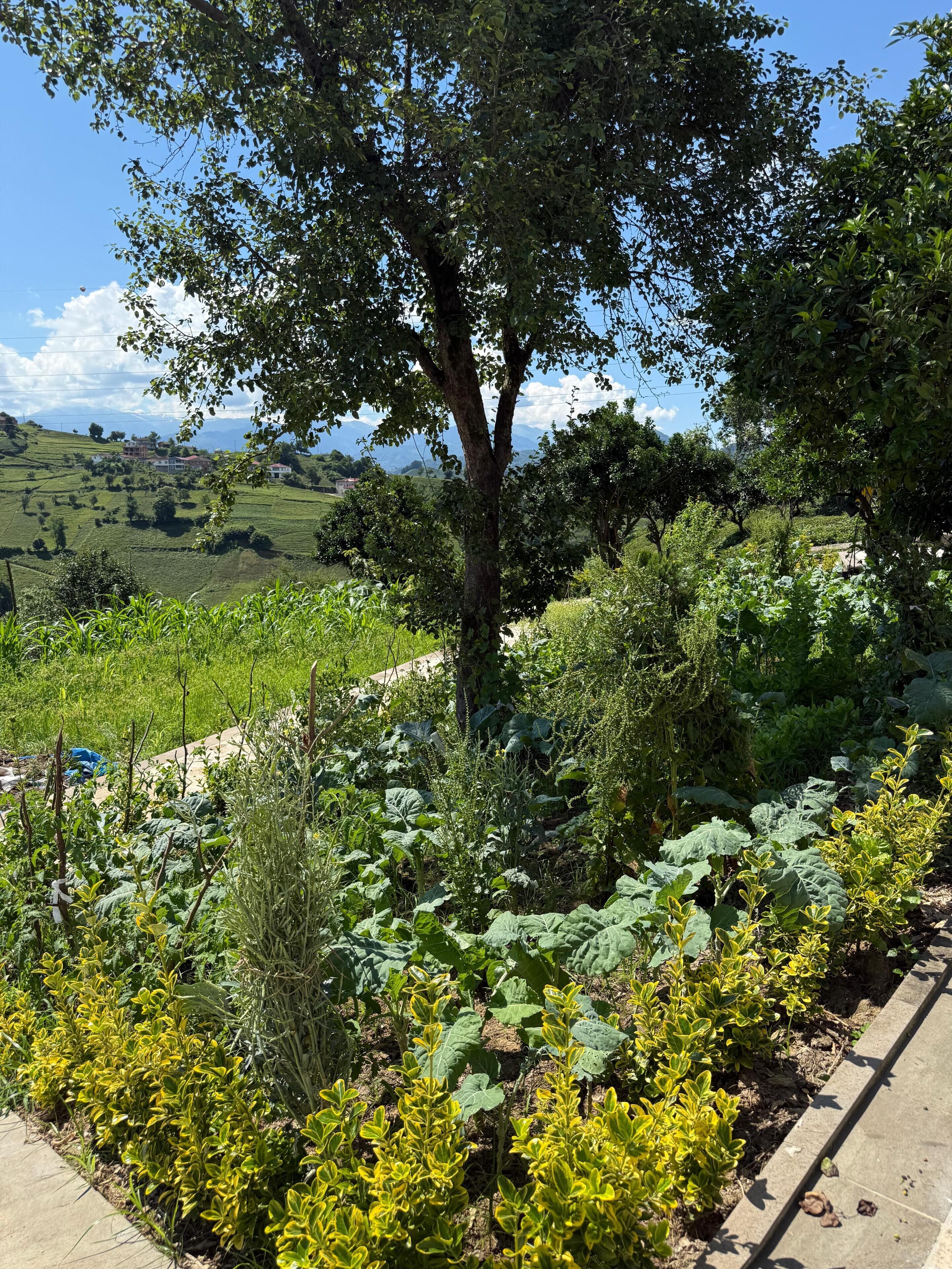 A garden with a variety of plants and a tree in the center.