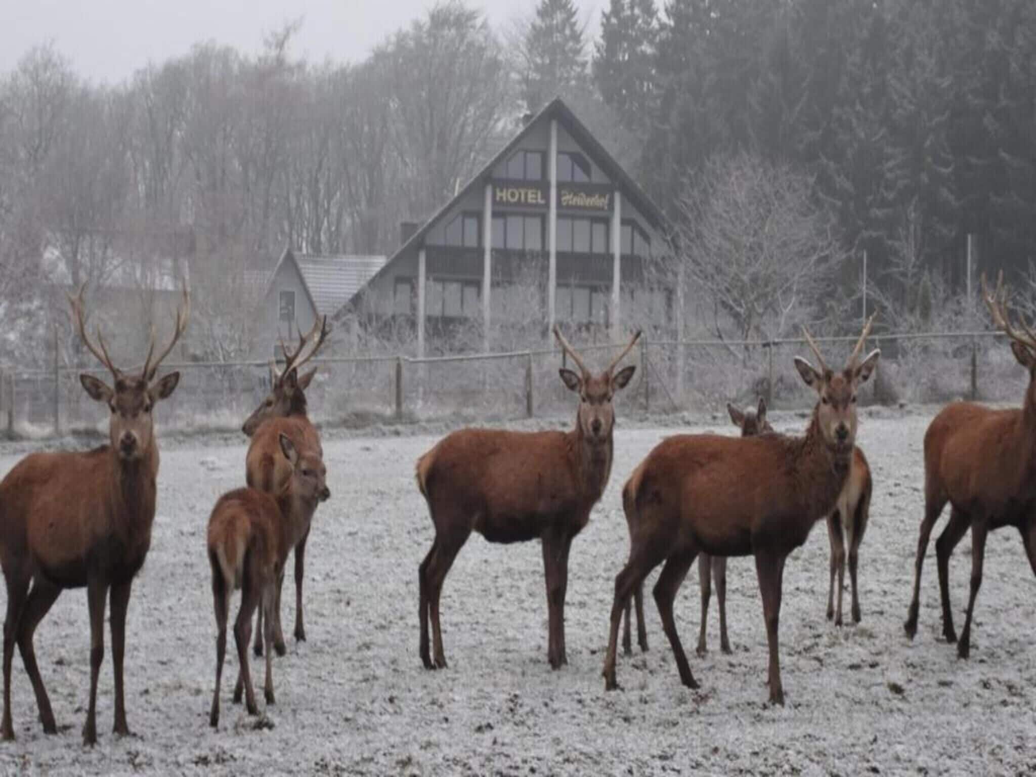 A group of deer in a snowy field with a hotel building in the background.