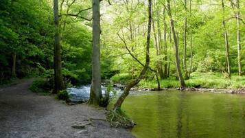 Un área boscosa con un sendero de grava que conduce a un río.