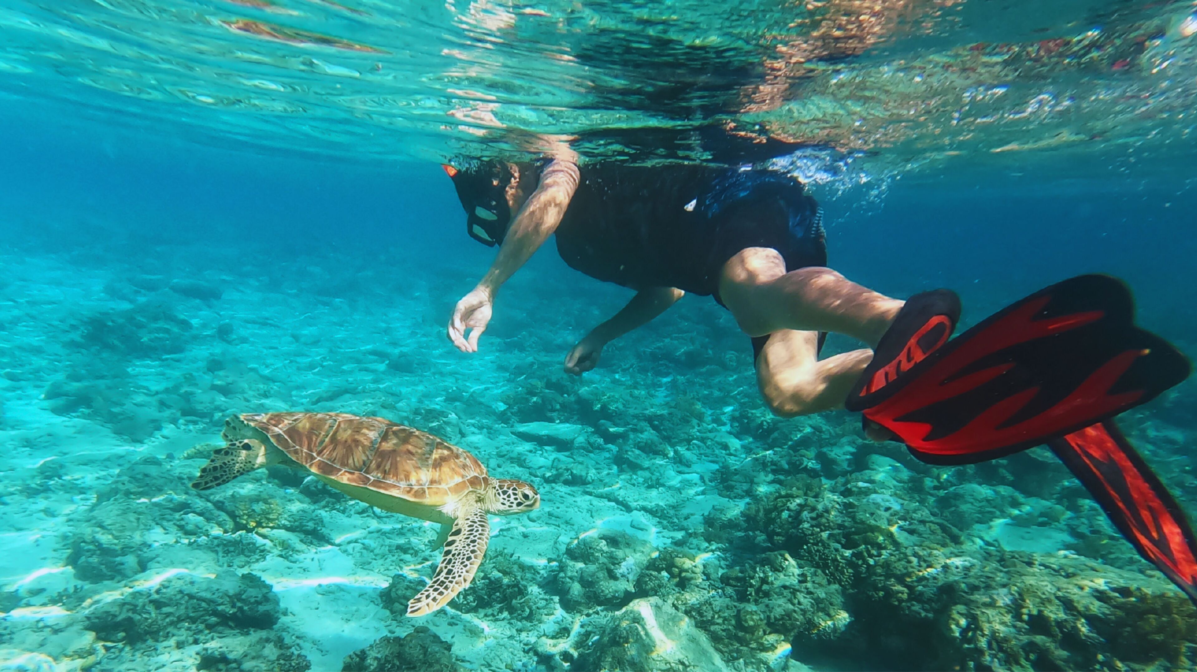 A diver swimming underwater with a sea turtle.