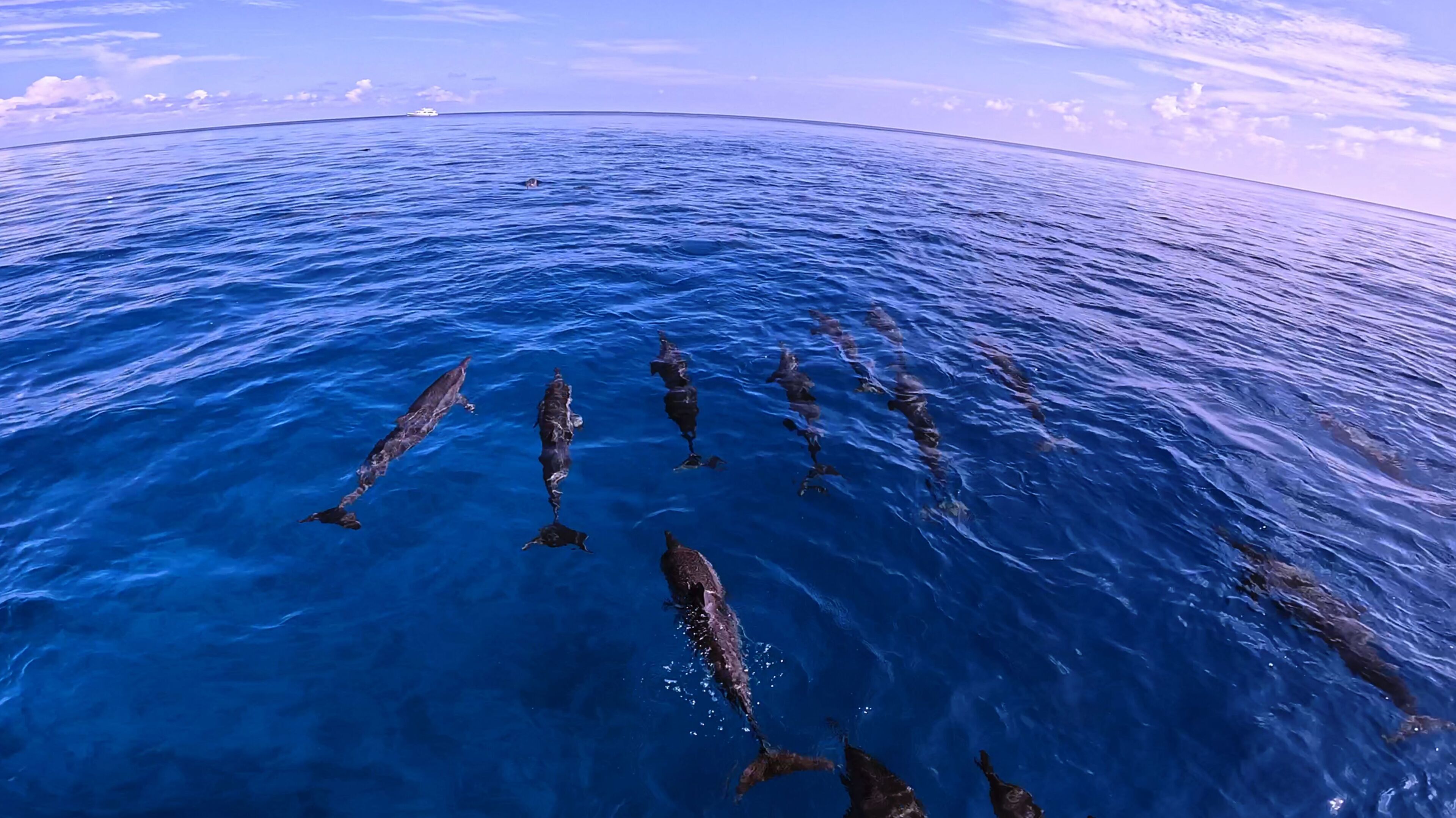 A group of dolphins swimming in clear blue ocean water.