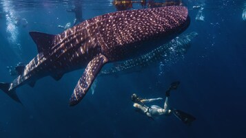 Una gran tinballena nadando en aguas azul cristalino.