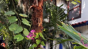 Courtyard - Hotel River Blue (Tlacotalpan)
