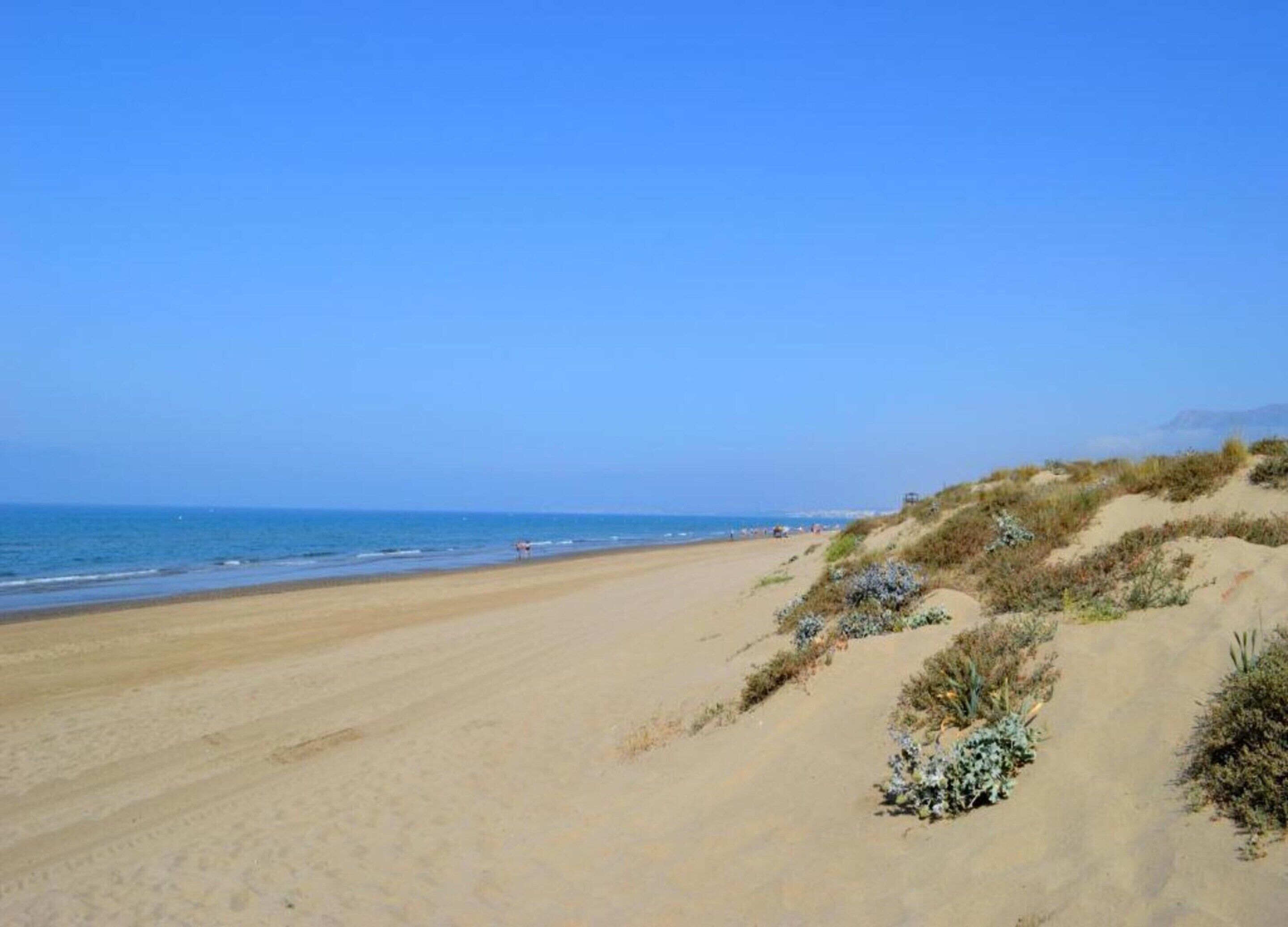 Ein Sandstrand mit Dünen und vereinzelter Vegetation.