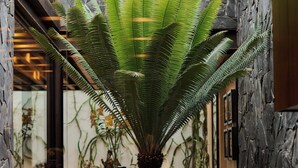 A room with a large potted plant, a stone wall, and a wooden bench. - Casa Carmen Xólotl (Oaxaca)