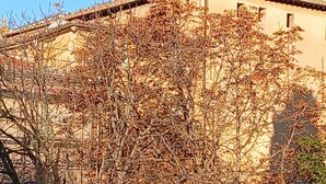 Een gebouw met een klokkentoren, omgeven door kale bomen.