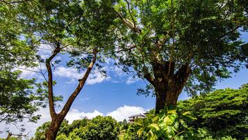 A large tree with a thick trunk and dense foliage in a lush green landscape.
