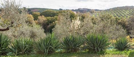 Jardín