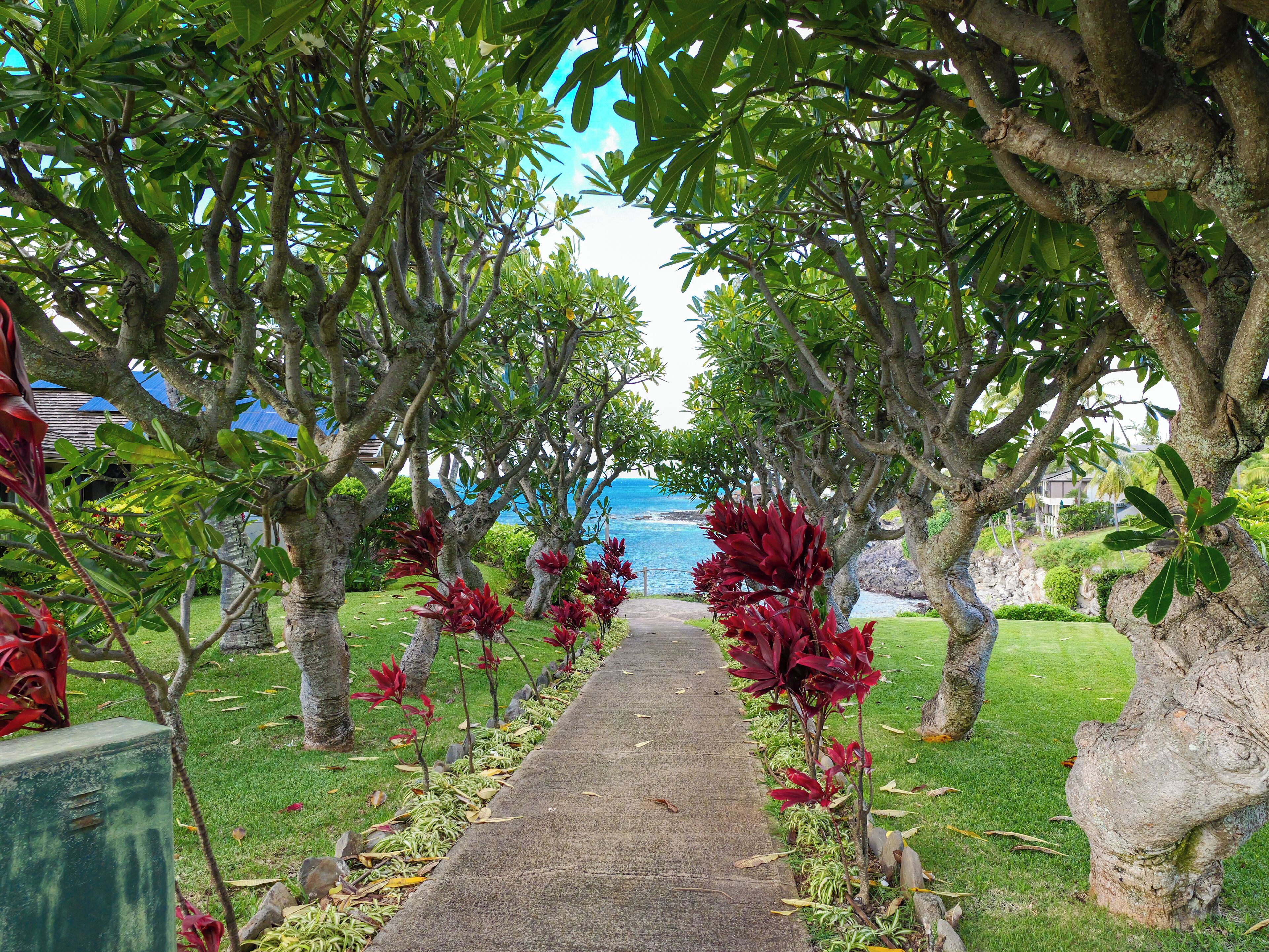 A pathway lined with trees and red foliage, leading towards a body of water.