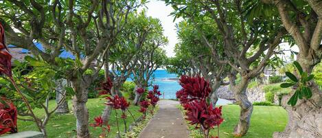 A pathway lined with trees and red foliage, leading towards a body of water.