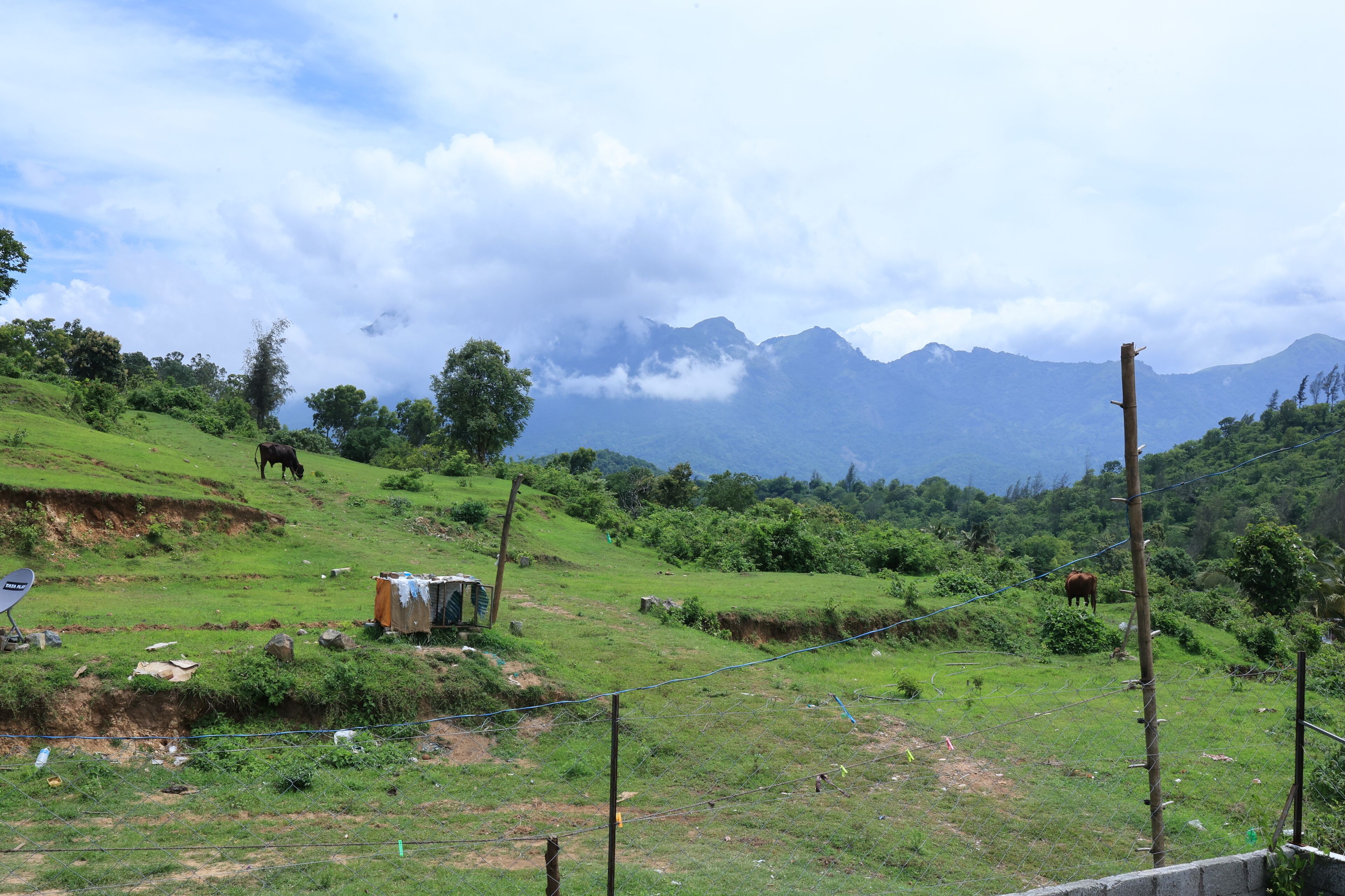 A rural landscape with a cow grazing, a small structure, and mountains in the background.
