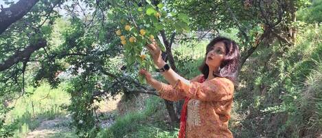 A person in traditional attire standing near a tree with fruit.