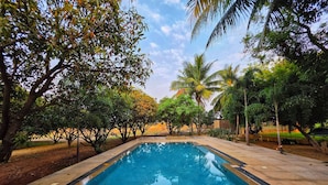 A rectangular swimming pool with a tiled edge, surrounded by lush greenery and palm trees.