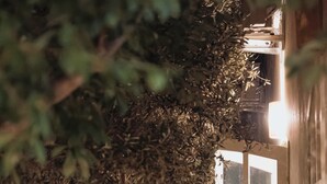 Un sentier menant à une porte en bois dotée d’une fenêtre, entourée d’arbres et de plantes.