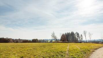A rural landscape with a dirt path, open fields, and a line of trees in the distance.